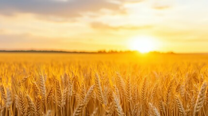 Obraz premium sunrise over a misty field, golden hues in the sky, calm and serene atmosphere,