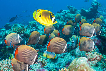 Maldives, Indian Butterflyfish, Headband Butterflyfish  (Chaetodon mitratus) and Raccoon Butterflyfish (Chaetodon lunula) © Luigi