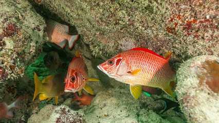 Maldives, Sabre Squirrelfish (Sargocentron spiniferum), Giant Squirrelfish, Spiny Squirrelfish