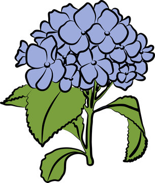 blue hydrangea flower stem green leaves clip art preview