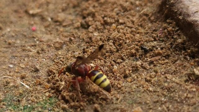 Close up macro of a wasp trying to carry its prey to its nest, black wasp hunts the grasshopper and carries it to its nest