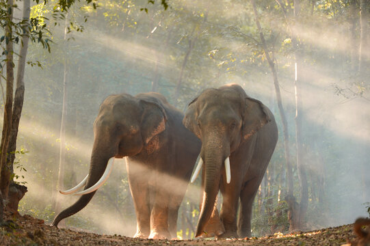 Asian elephant family walking together in the forest.