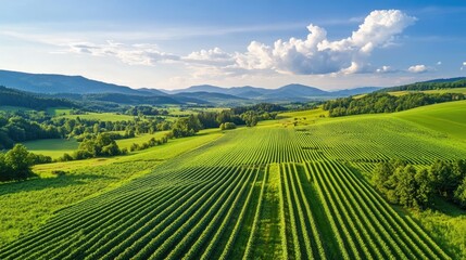 Lush Green Agricultural Landscape Under Blue Sky and White Clouds