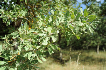 Chêne vélani (Quercus macrolepis) à la nécropole d'Arméni près de Réthymnon en Crète