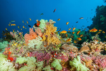 Maldives, Lyretail Anthias (Pseudanthias squamipinnis) and soft corals