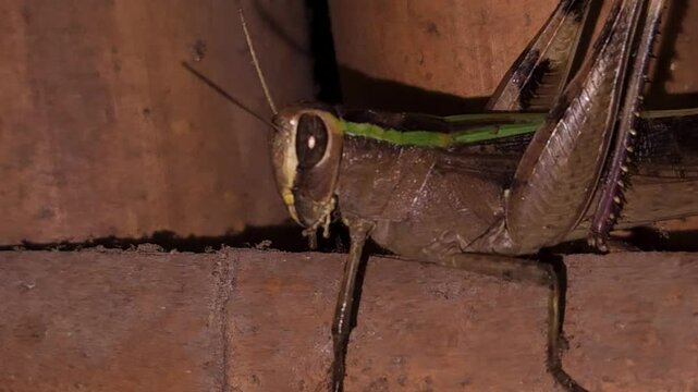 grasshopper