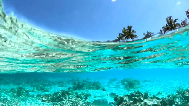 Underwater scene in the Maldives with clear turquoise water revealing coral reefs and tropical fish, complemented by a view of palm trees along the shoreline.