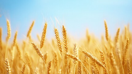 Fototapeta premium Golden wheat field swaying under blue sky on sunny summer day