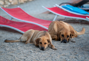 Stray Companions – Summertime Symmetry on the Beach