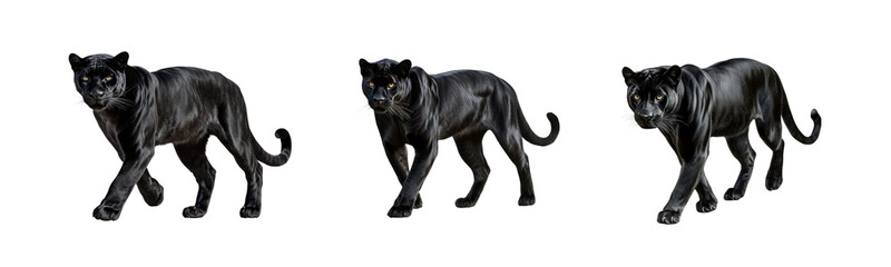 Naklejka premium black panther triple portrait on transparent background