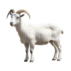 Fototapeta premium white goat with large horns on white background