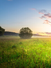 Tree stands in a field of grass with a cloudy sky in the background