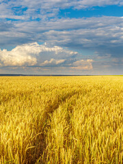 Naklejka premium Field of golden wheat with a cloudy sky in the background