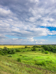 Field of grass with a cloudy sky in the background