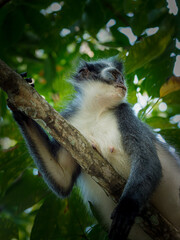 Sumatran leaf monkey in North Sumatra