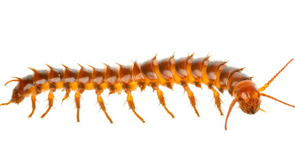 Fototapeta premium Minimalist Centipede Design: Side View Transparent PNG