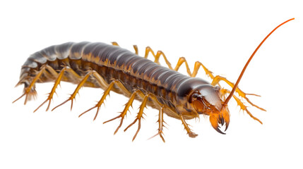 Fototapeta premium Detailed Arthropod Illustration: Centipede Side View PNG