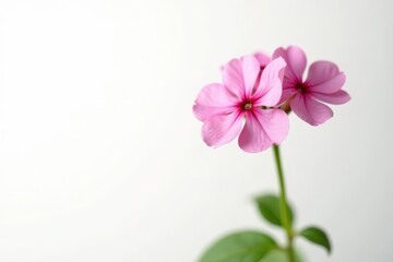 Fototapeta premium Delicate pink limonium sprig, isolated on white , blossom, romantic
