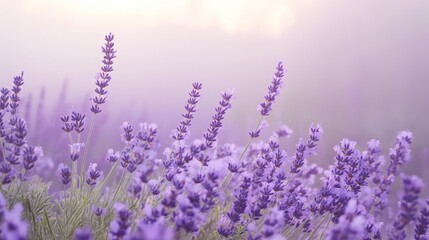Fototapeta premium Delicate blend of pale gray and lavender, fog-like and mysterious