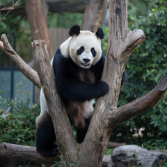 Panda Bear in Nature