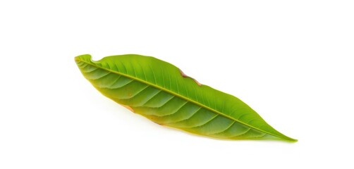 Obraz premium Single, wilting leaf isolated on pure white background, decay, detail