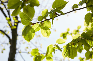 Green leaves of trees in the garden in spring. Greenery in the rays of light. Blurred image, selective focus