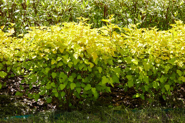 Physocarpus opulifolius lutea, known as common ninebark. Beautiful ornamental plant in spring