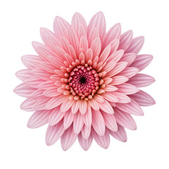 Fototapeta premium pink dahlia flower isolated on white background 