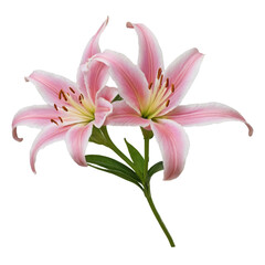 Naklejka premium pink lily isolated on white background 