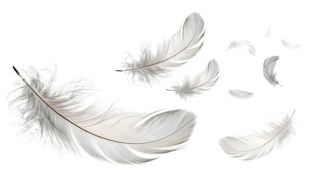 white feather On white Or Transparent Background, png
