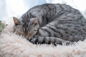 Obraz premium 窓辺で眠る可愛い猫 サバトラ猫