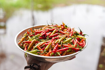 Abundance of fresh chilies harvest ready for sale