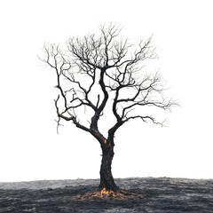 Burned Tree with Twisted Branches Isolated on Transparent Background