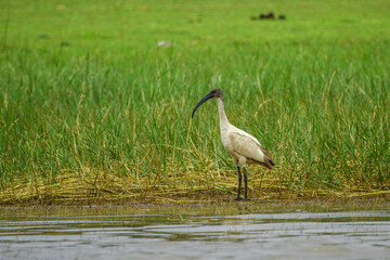 The African sacred ibis (Threskiornis aethiopicus) is a species of water bird. It lives in swampy wetlands and mudflats. It generally feeds on reptiles, insects, worms, fish and frogs.