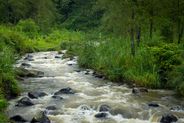 Serene River in Lush Forest
