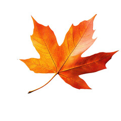 Fototapeta premium orange maple leaf on white background