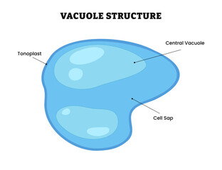 Vacuole structure anatomy, diagram poster. Medical illustration vector. Labeled tonoplast, central vacuole, cell sap. Membrane-bound organelle, Normal Plant Cell, help sequester waste products.