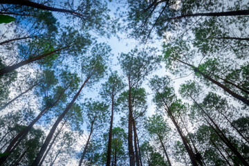 Fototapeta premium Majestic Pine Forest nature background