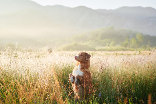 A dog sitting in a misty field with soft golden sunlight filtering through. The tranquil scene emphasizes the natural beauty of the moment.