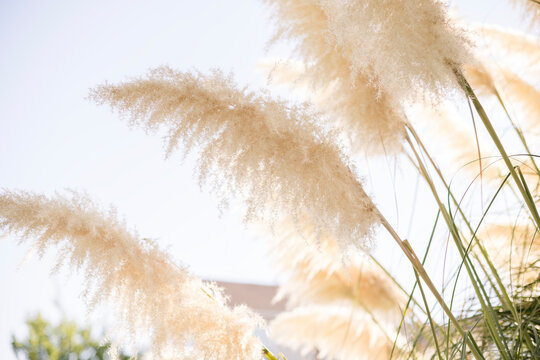 Neutral flowy pompas grass growing