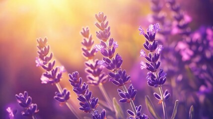 Obraz premium Lavender flowers blooming in sunset light: purple aromatic plants in a field