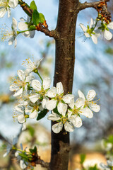 Flowering branches of a plum tree. The small leaves and flowers.