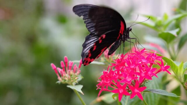 Scarlet Mormon butterfly (Papilio rumanzovia) on the pink flower of the Pentas lanceolata, commonly known as Egyptian starcluster