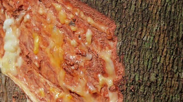 Tapping rubber trees for latex. 