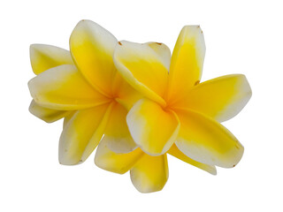 Close-up macro of fresh yellow frangipani plumeria flower petals isolated on transparent background. PNG transparency. skincare, cosmetics © Tri Visuals