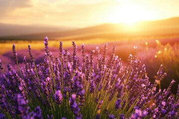 Naklejka premium Golden light illuminates a field of lavender swaying gently in the breeze, creating a serene and tranquil scene.