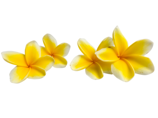 Overhead view of plumeria frangipani flowers with yellow centers and soft petals isolated on transparent background. PNG transparency
