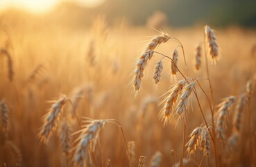 Fototapeta premium Golden wheat field at sunset. Ripe oat plants in agricultural landscape. Nature background with sun, flora in summer, autumn season, agriculture harvest time, farming industry.