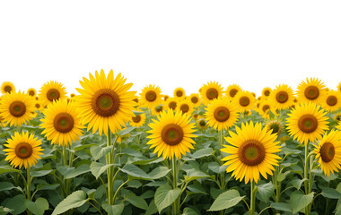 Obraz premium closeup, Field of sunflowers in full bloom joy and positivity on white background