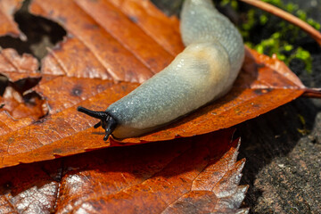 arion intermedius slug animal macro photography